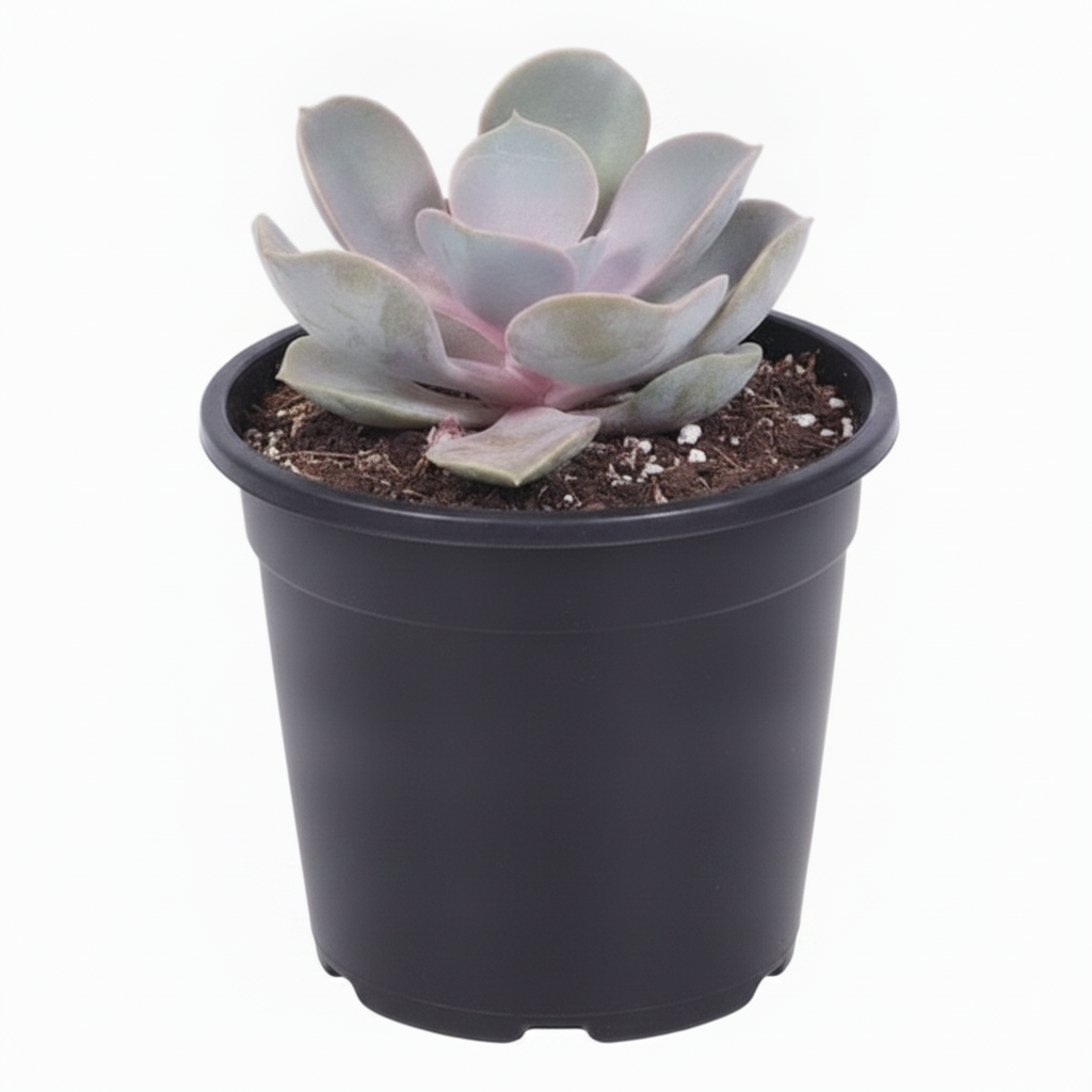 Echeveria Perle von Nurnberg