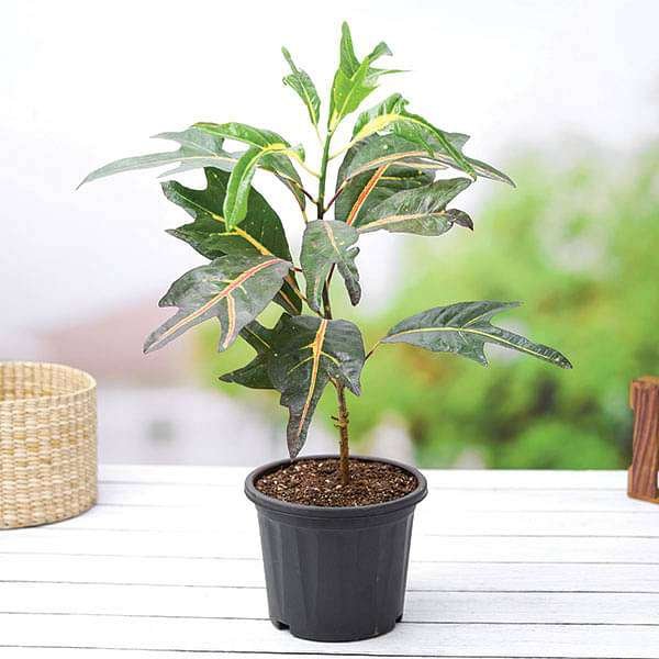 Croton Duck Foot