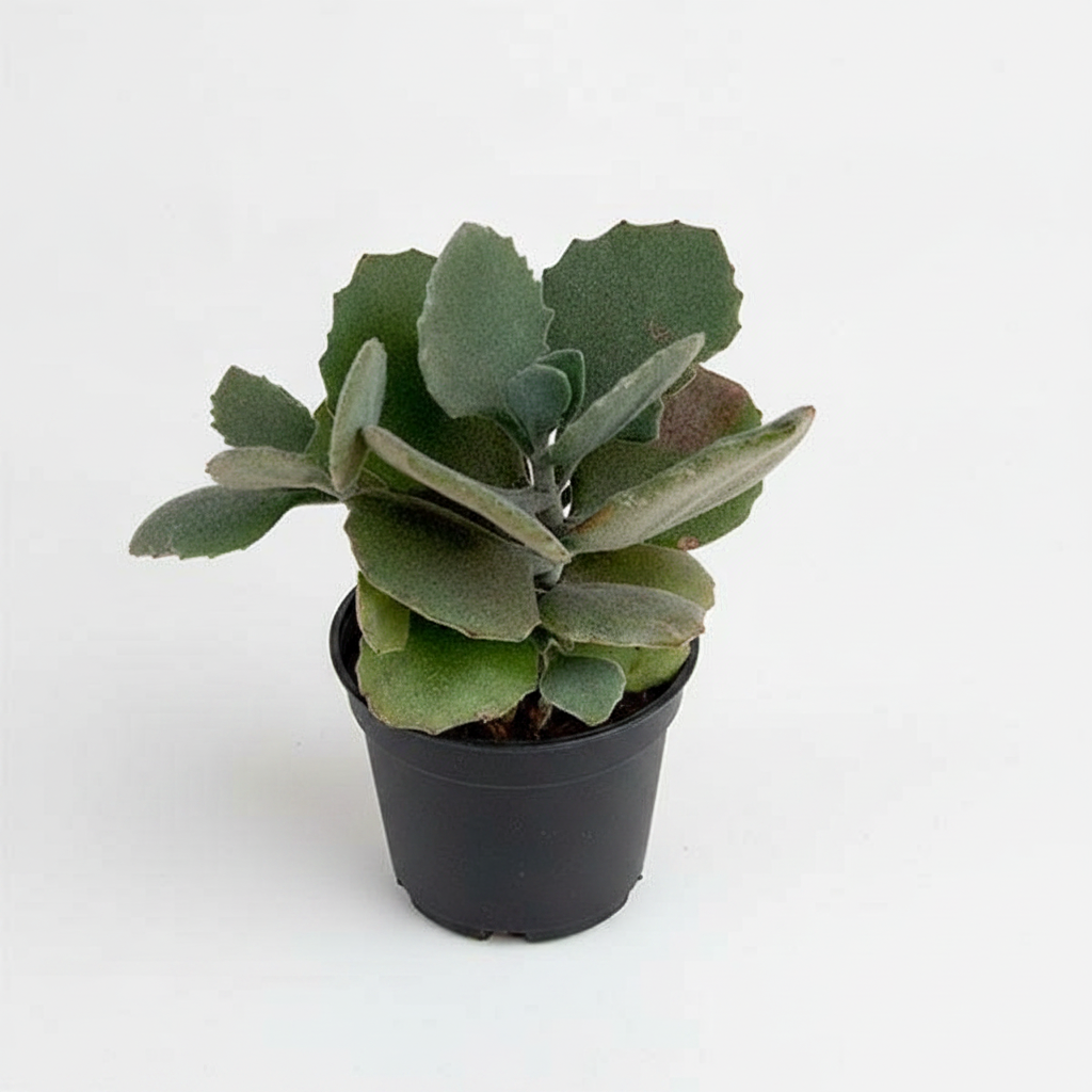 Kalanchoe Pumila