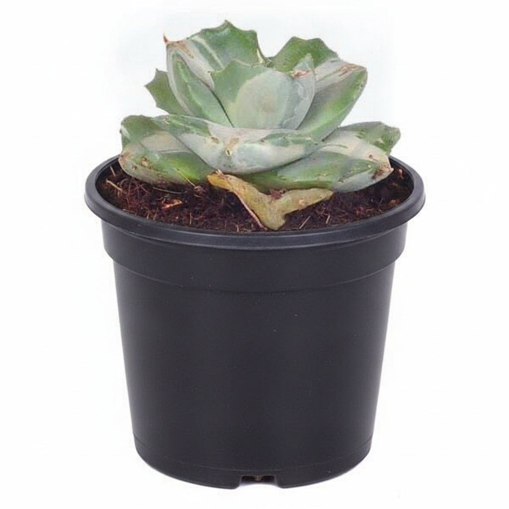 Agave Potatorum