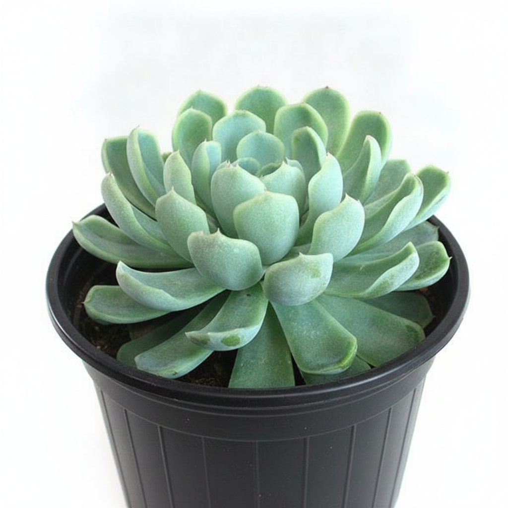 Mexican Snowball (Echeveria daldia)