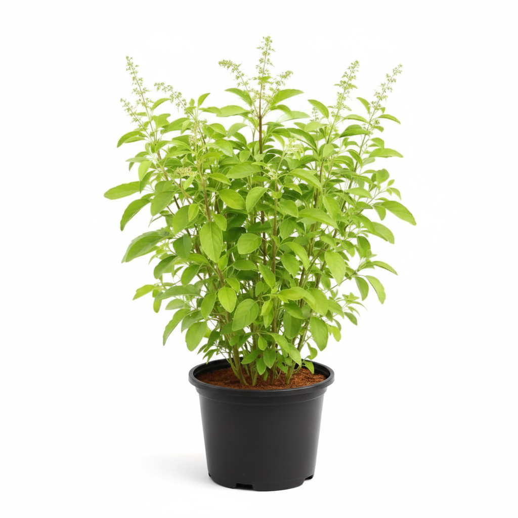Rama Tulsi