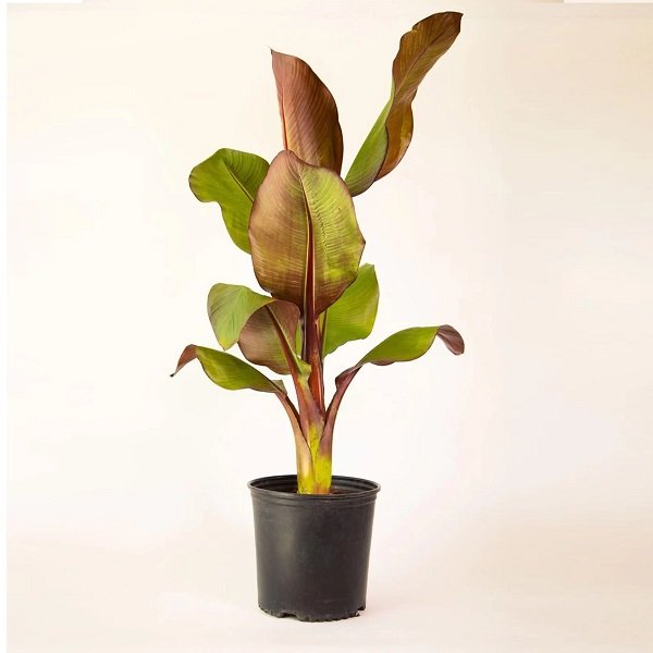 Red Banana
