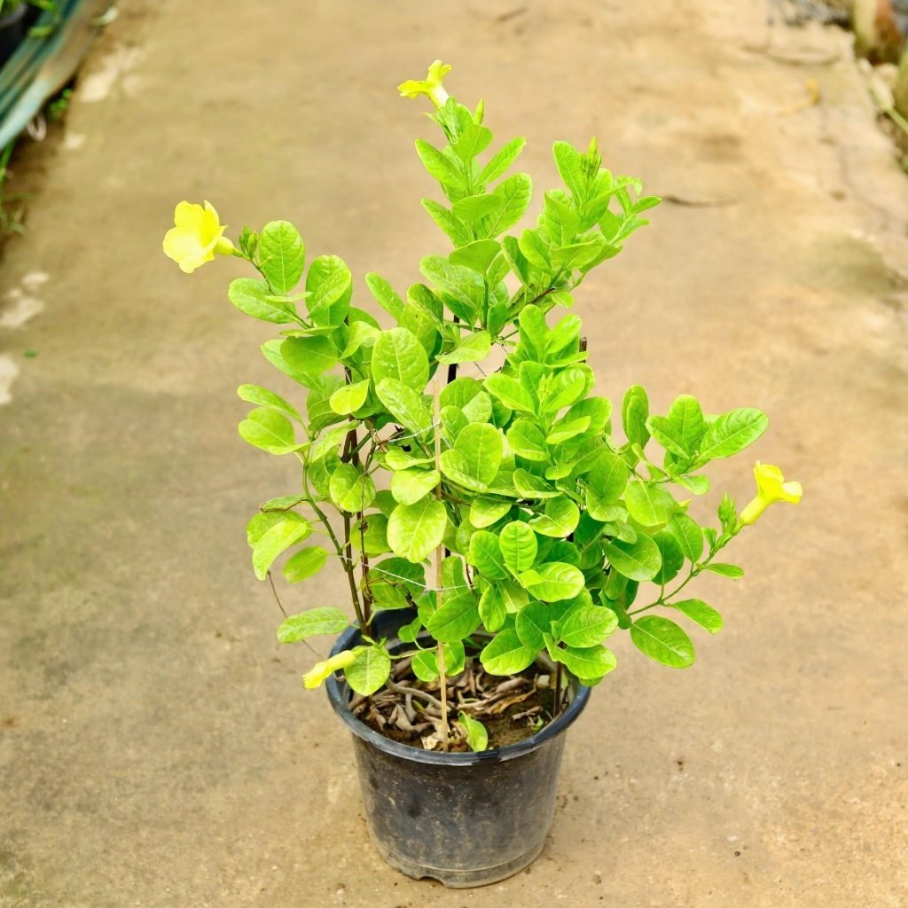 Bush Allamanda