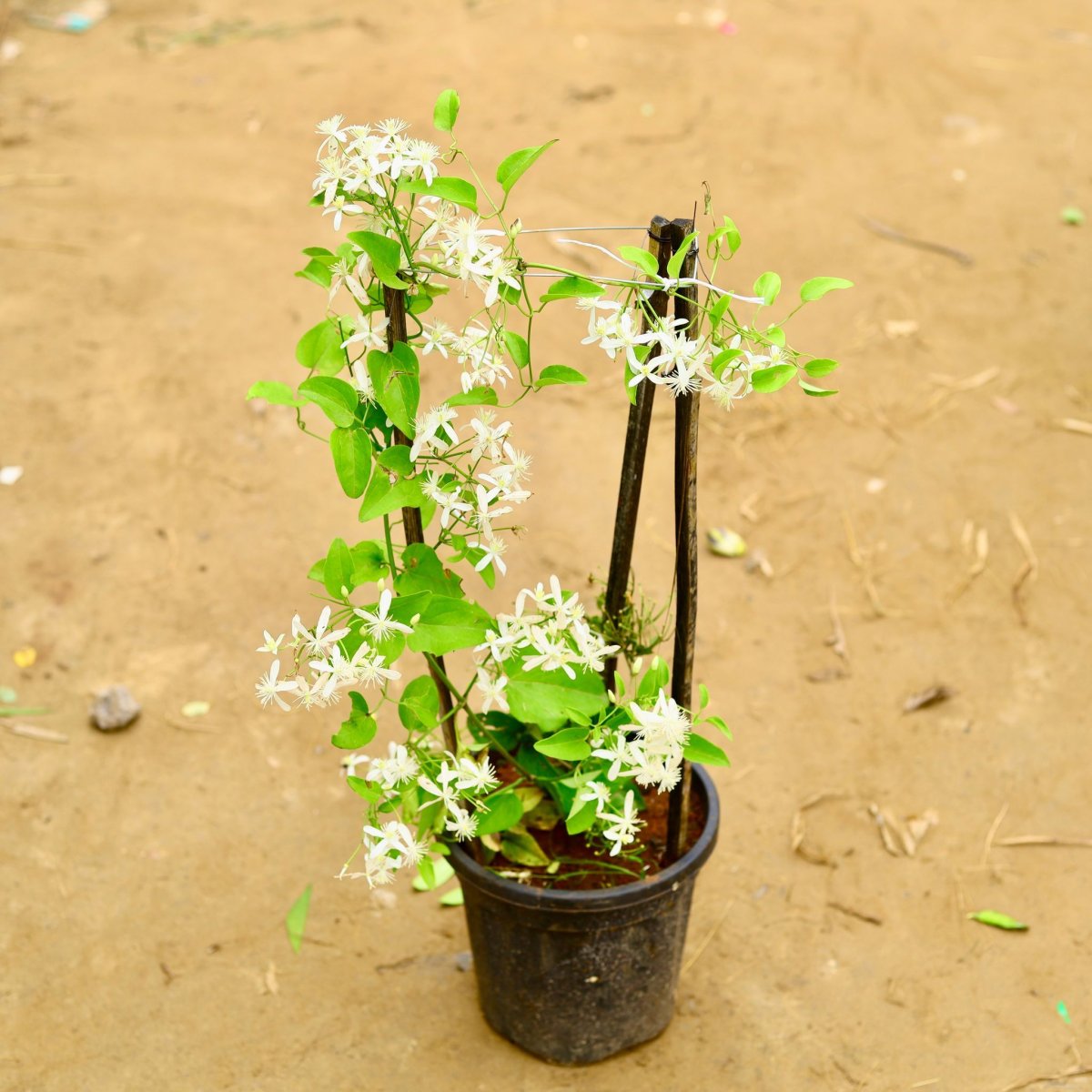 Ranjai Plant