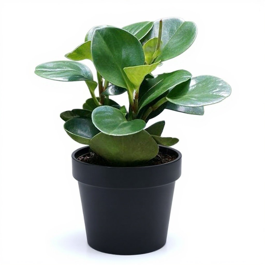 Peperomia Magnoliifolia - Succulent
