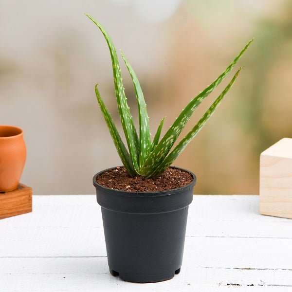Aloe vera - Succulent