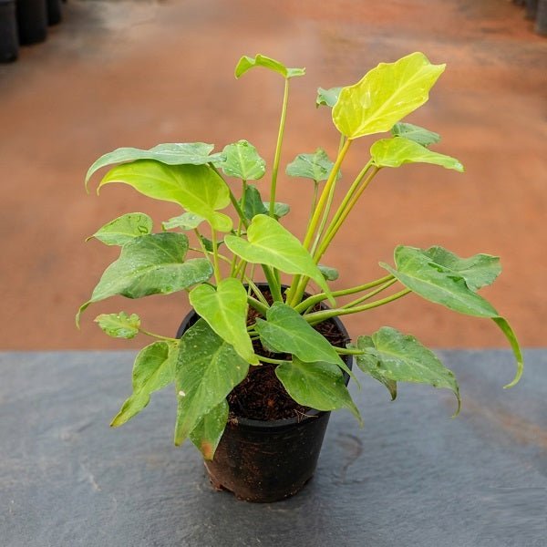 Philodendron xanadu Golden