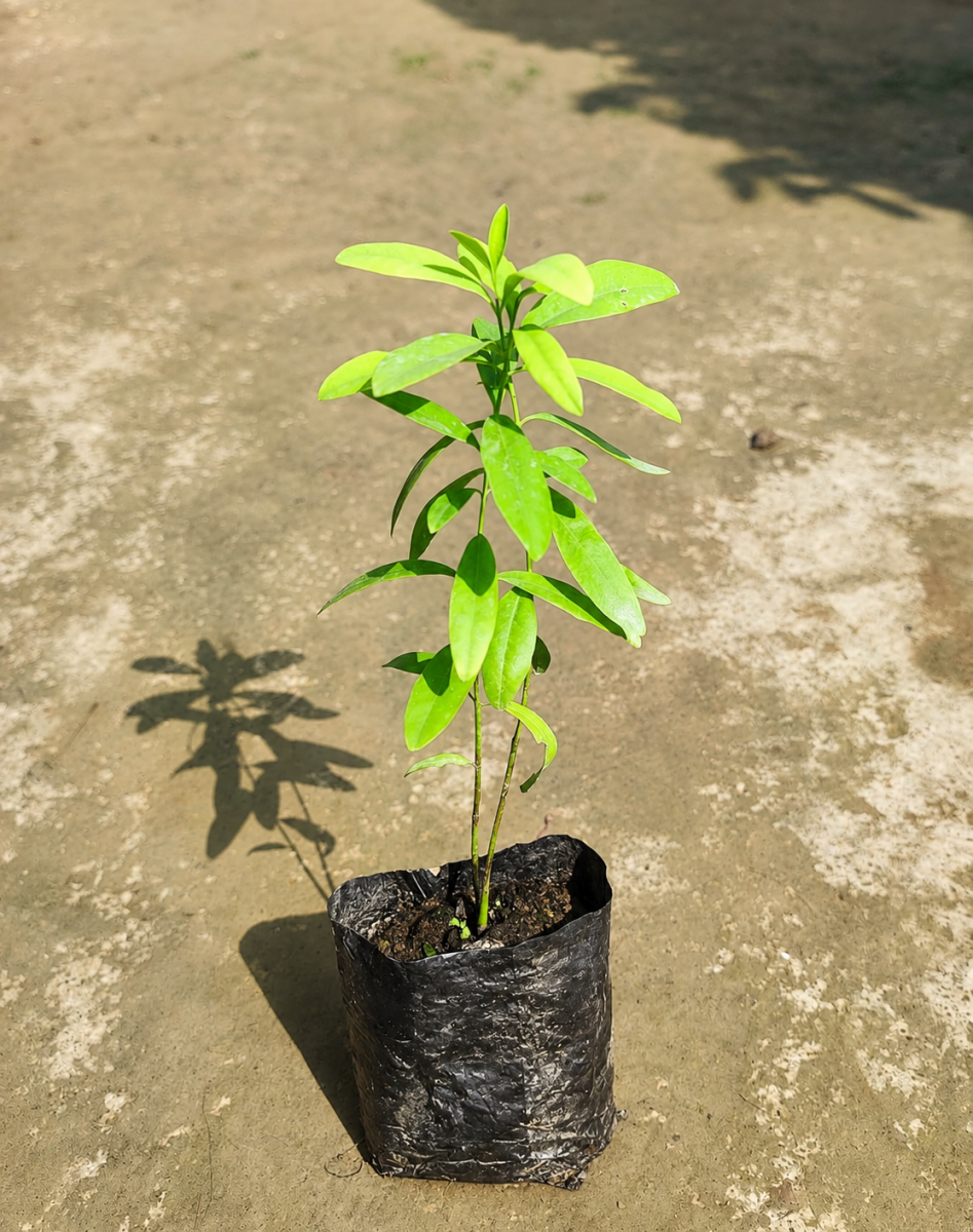 White Sandalwood Tree
