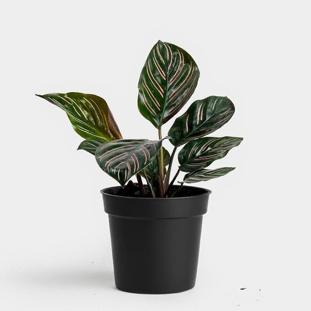 Calathea ornata pinstripe