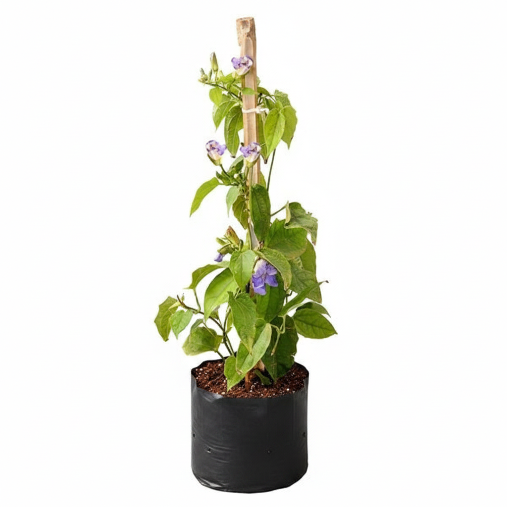 Thunbergia Laurifolia Mixed