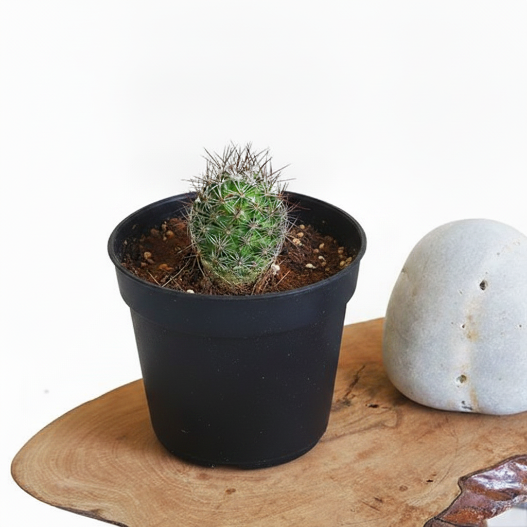 Notocactus rutilans - Cactus