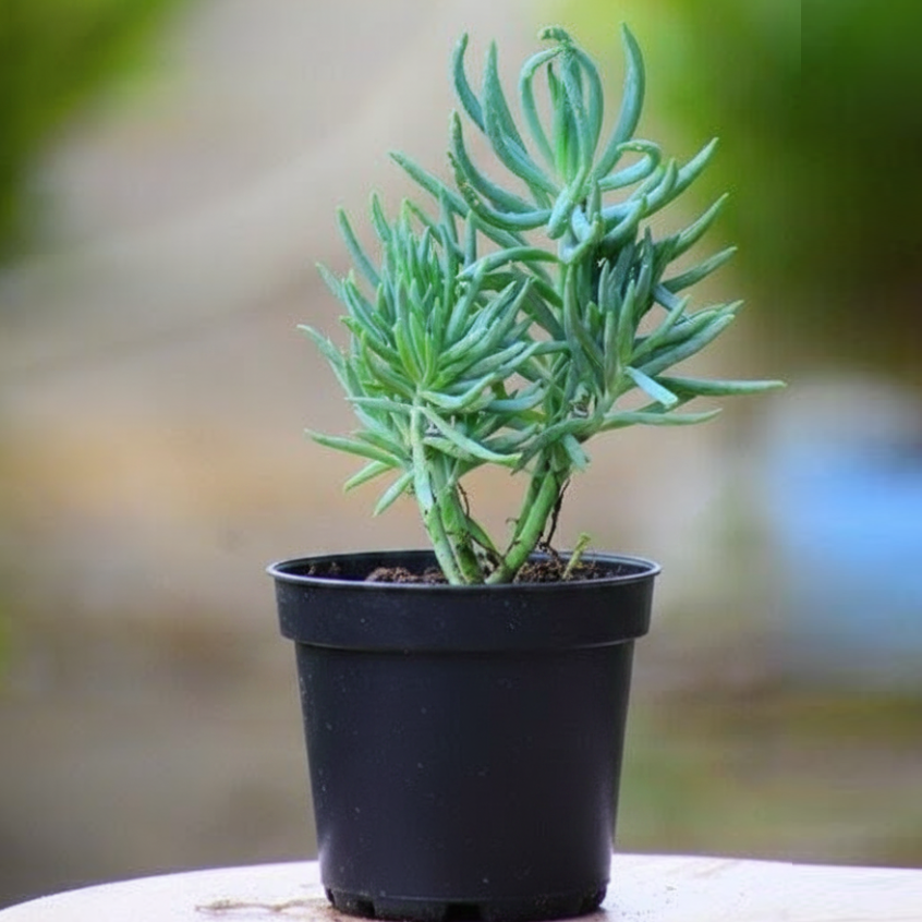 Senecio vitalis Blue - Succulent