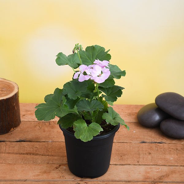 Geranium Ivy, Geranium Creeper Baby Pink