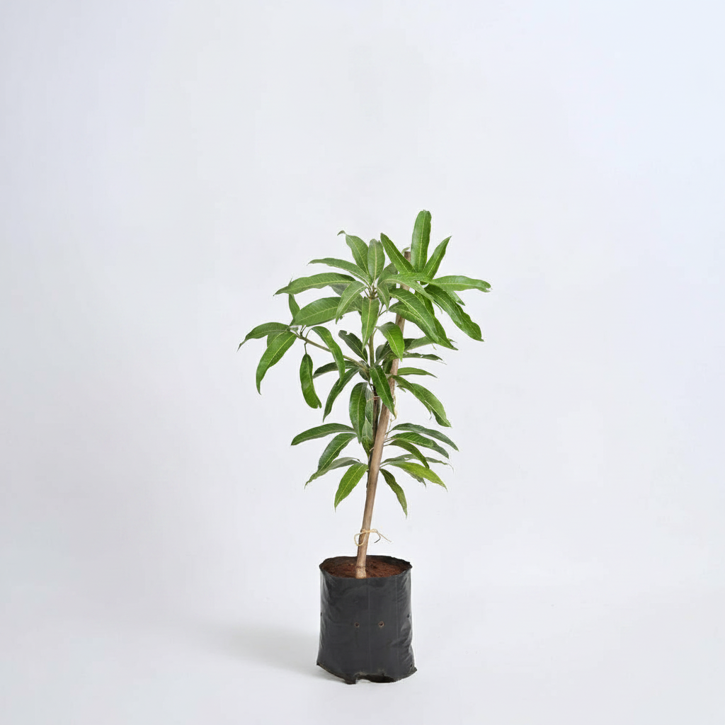 Mango Tree (Kesar, Grafted)