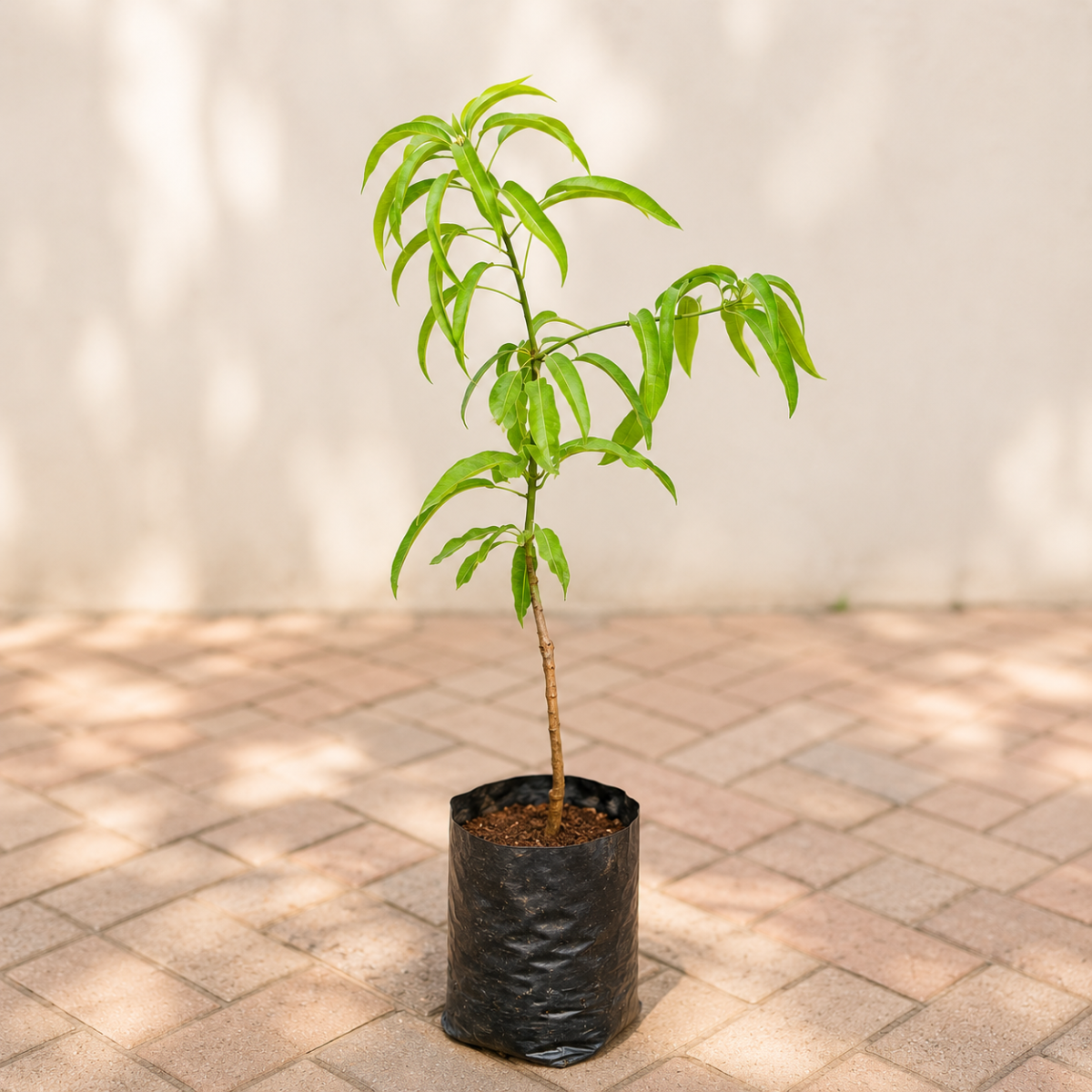 Mango Tree (Badami, Grafted)
