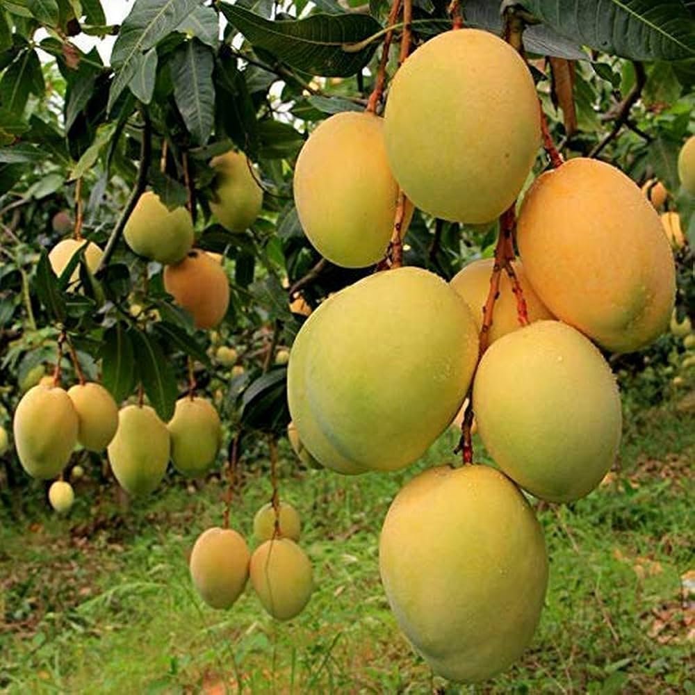 Mango Tree (Alphonso, Grafted)