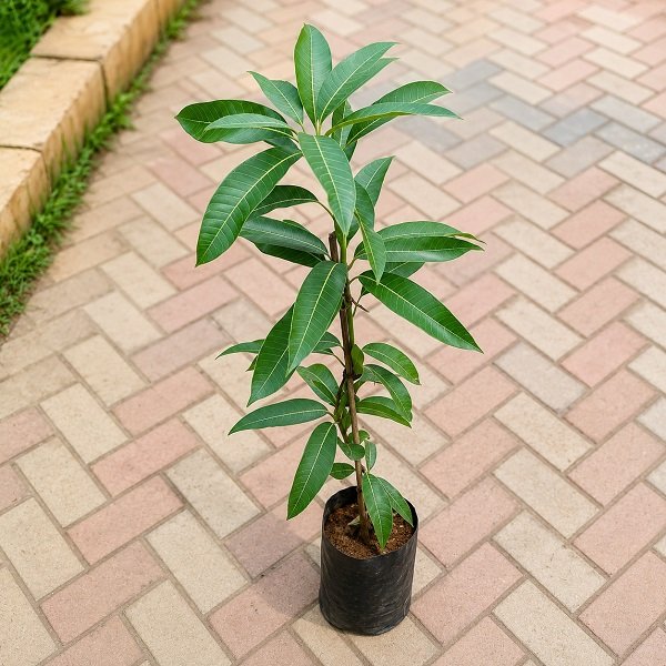 Mango Tree (Grown through seed)