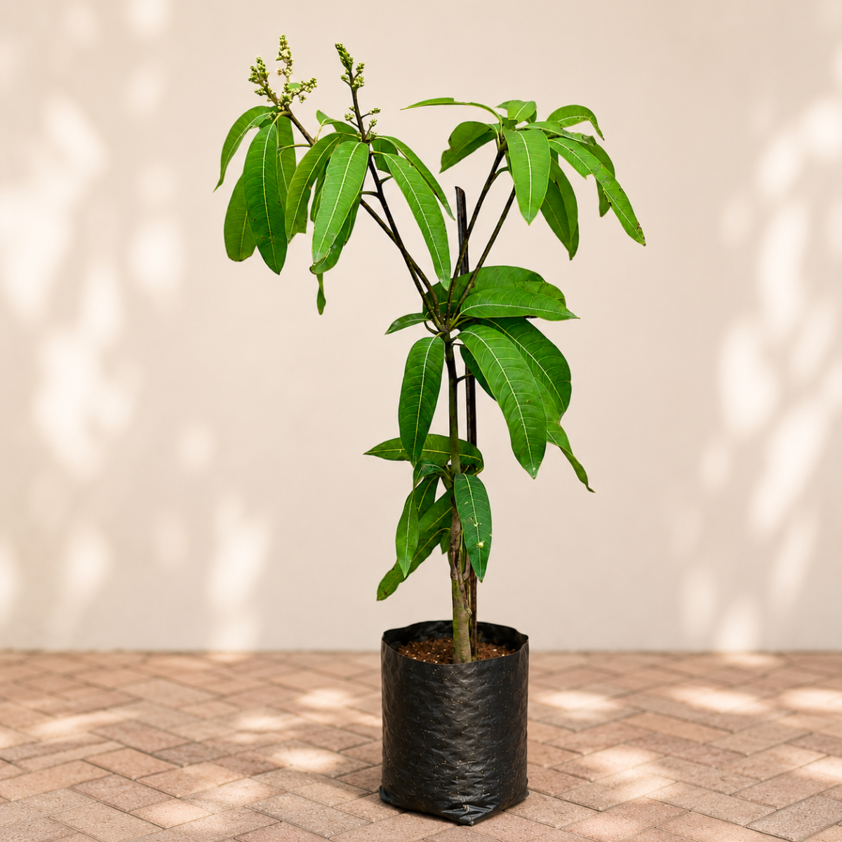 Mango Tree (Totapuri, Grafted)