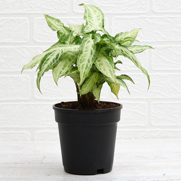 Syngonium podophyllum Mini Pixie