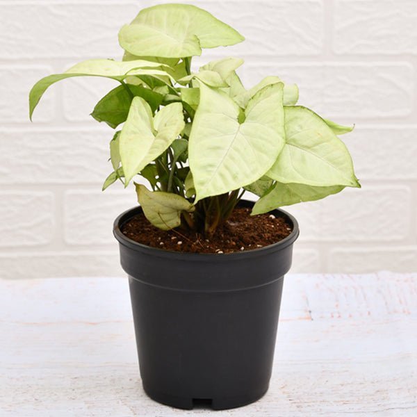 Syngonium Podophyllum White Butterfly white perl