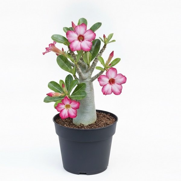 Adenium (Obesum) Desert Rose