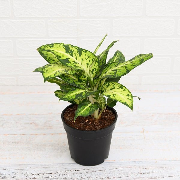 Dieffenbachia Mary