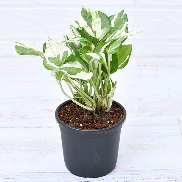 Money Plant Marble Prince, Scindapsus n Joy