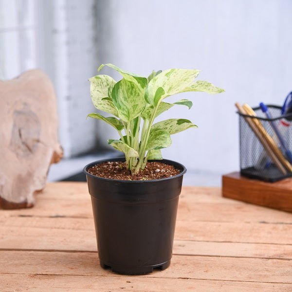 Money Plant Marble Queen