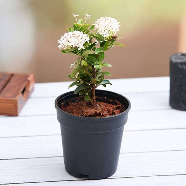 Ixora Mini Dwarf White