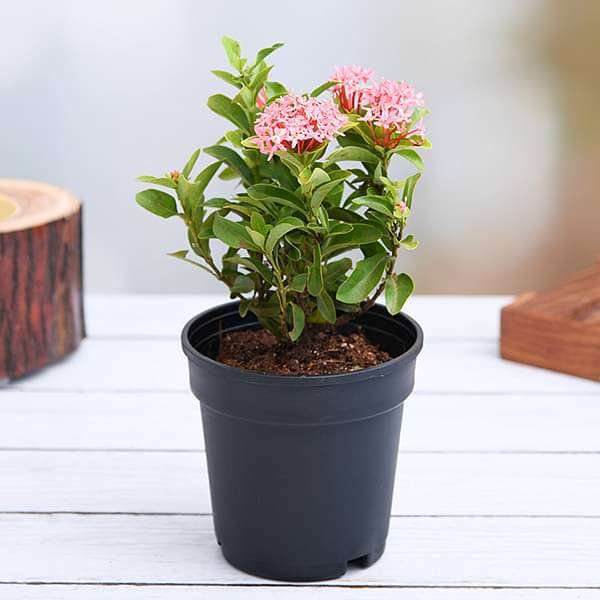 Ixora Mini Dwarf Pink