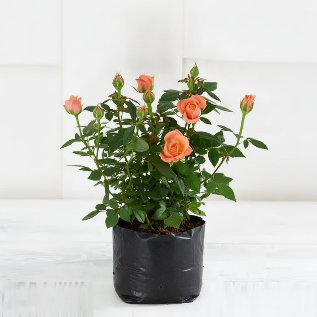 English Rose Peach