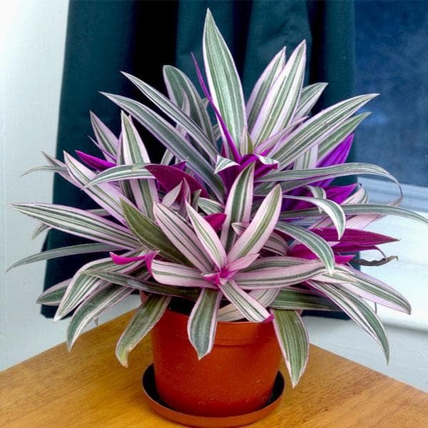 Rhoeo Variegated