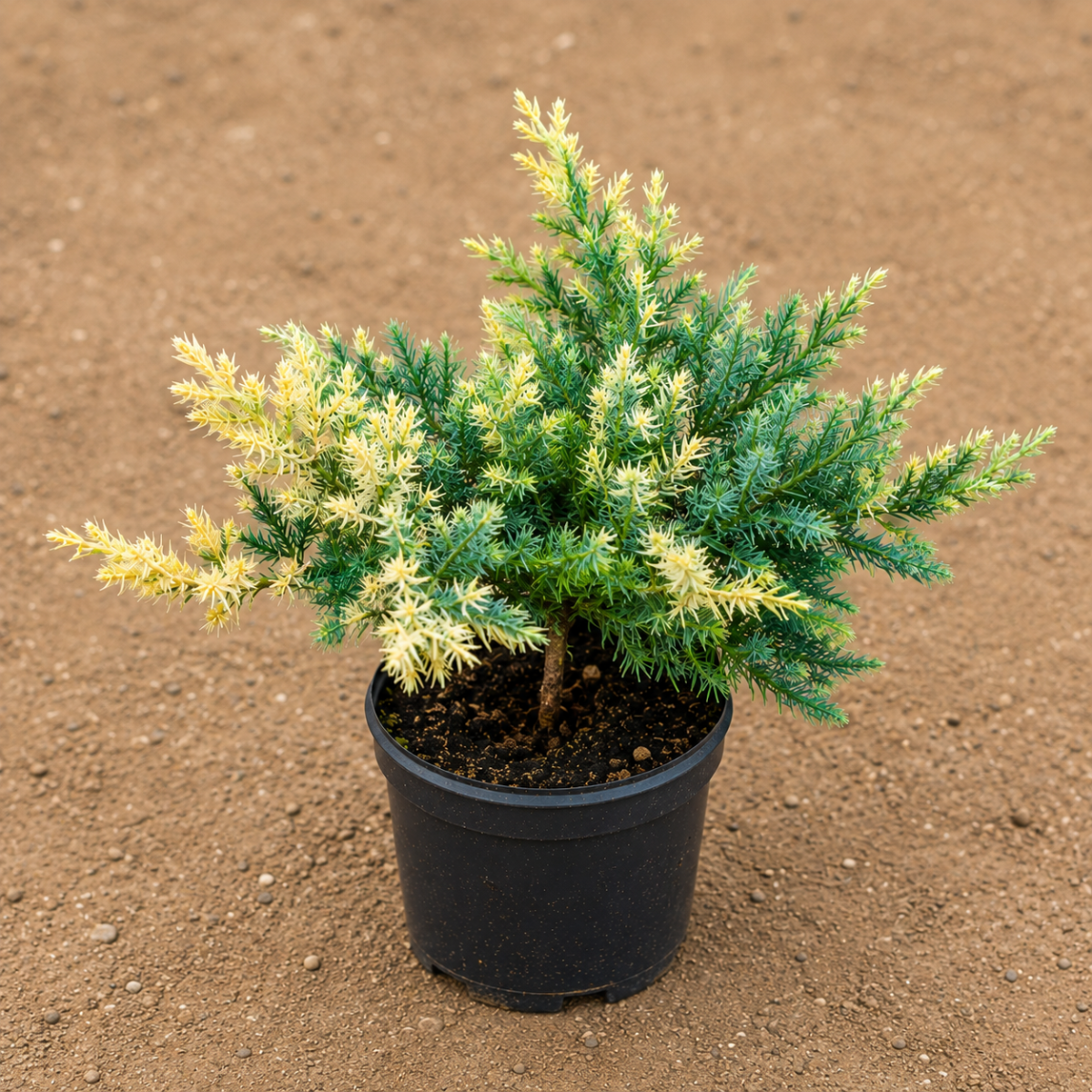 Juniper Variegated