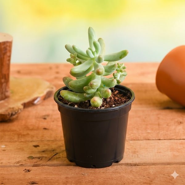 Sedum pachyphyllum