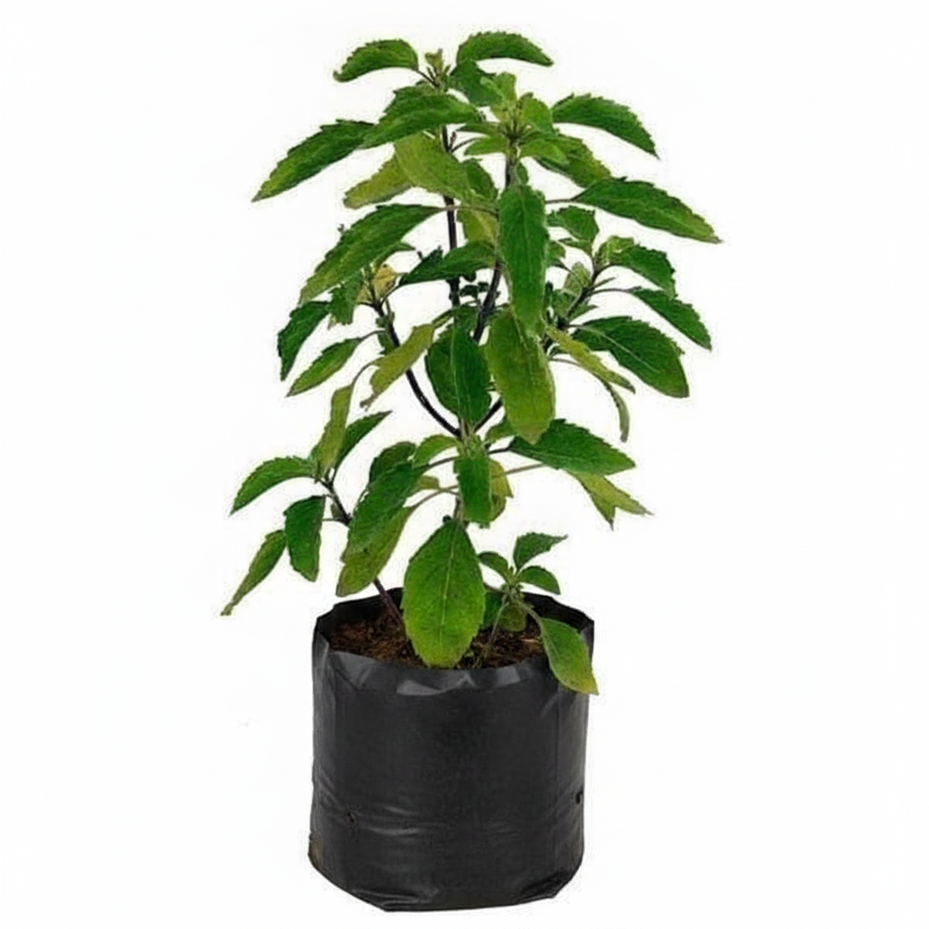 Kapoor Tulsi Plant Green