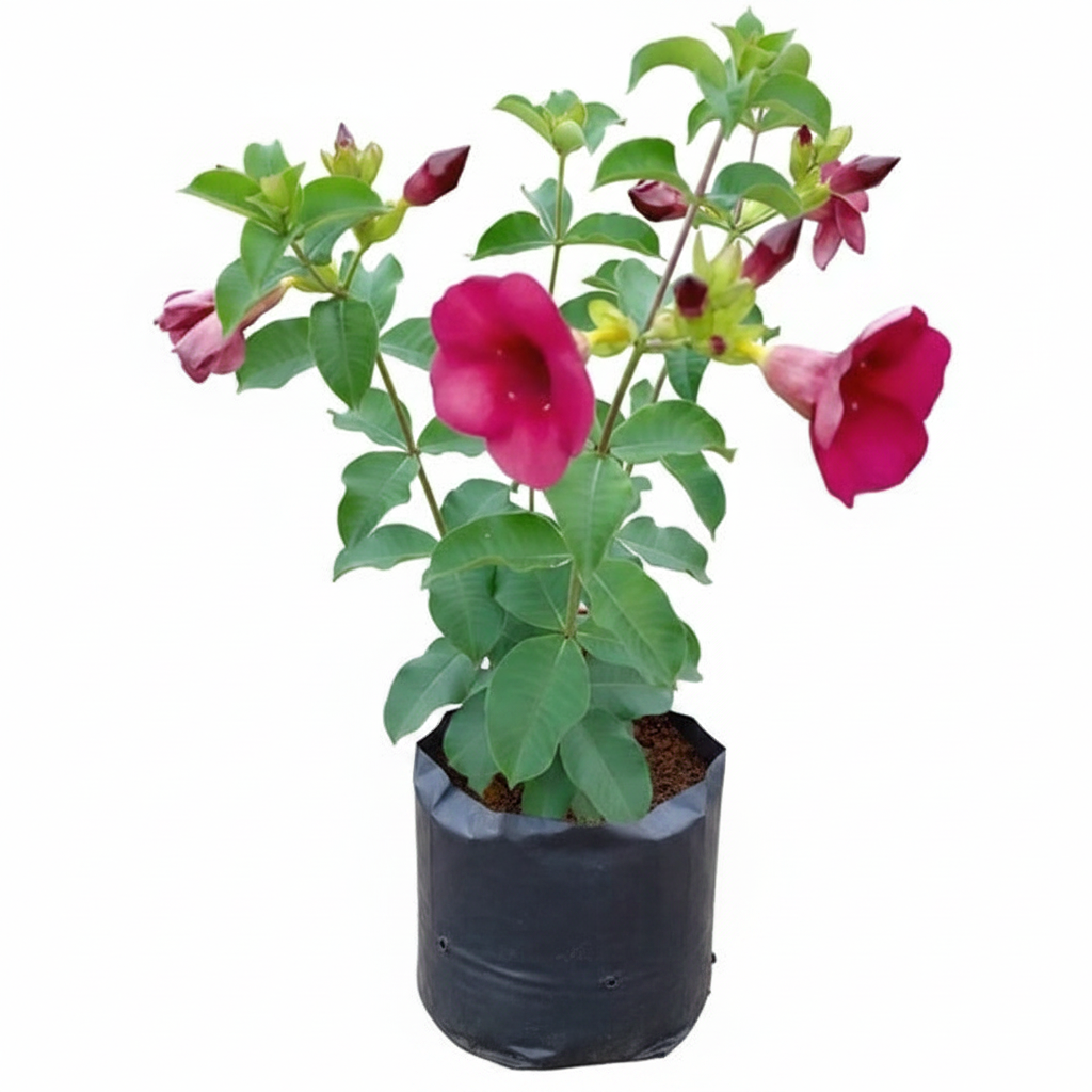 Allamanda Tiger Peach Orange