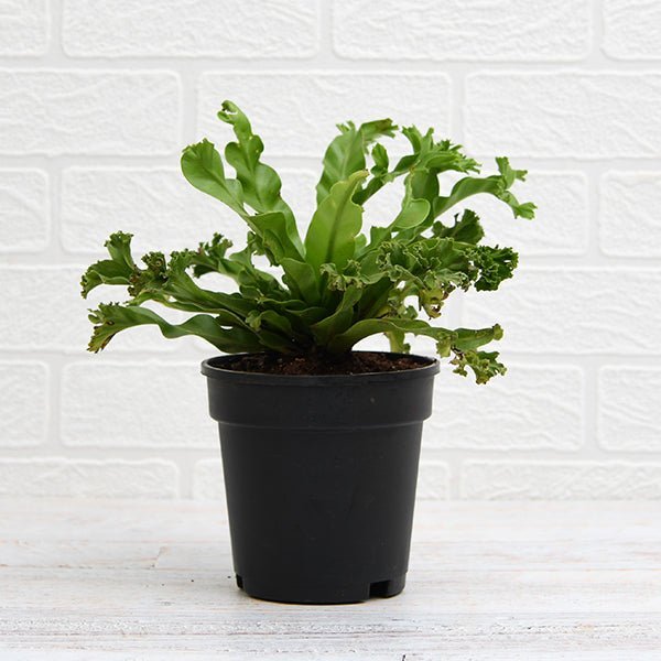 Asplenium nidus Crissie fern Green