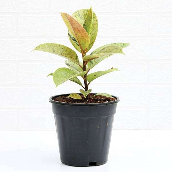 Rubber Tree Shivereana