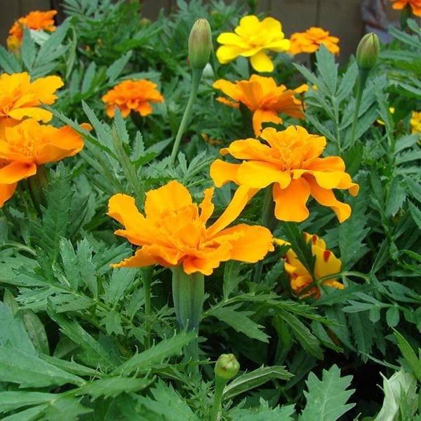 Mexican Marigold Orange