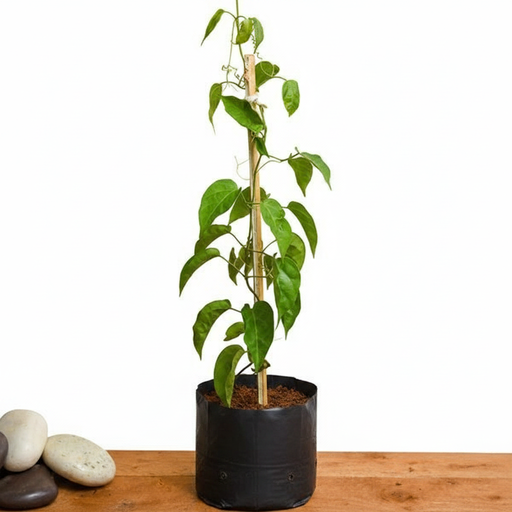 Sankrant Vel, Flame Vine Orange