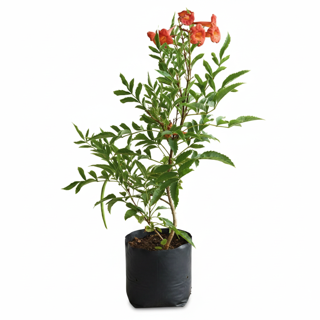 Tecoma Shrub Red