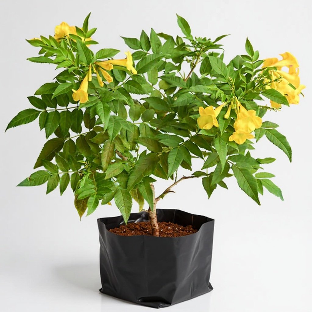 Tecoma, Goudichoudi Yellow