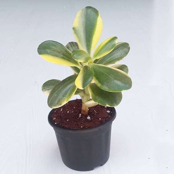 Jade Plant, Crassula ovata Variegated