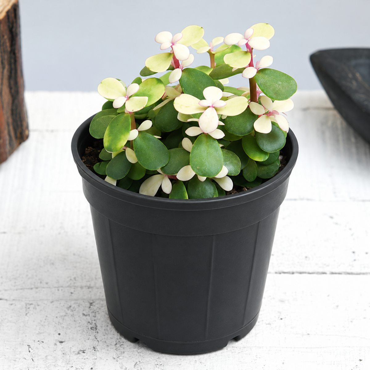 Midstripe Rainbow Bush, Portulacaria afra medio-picta