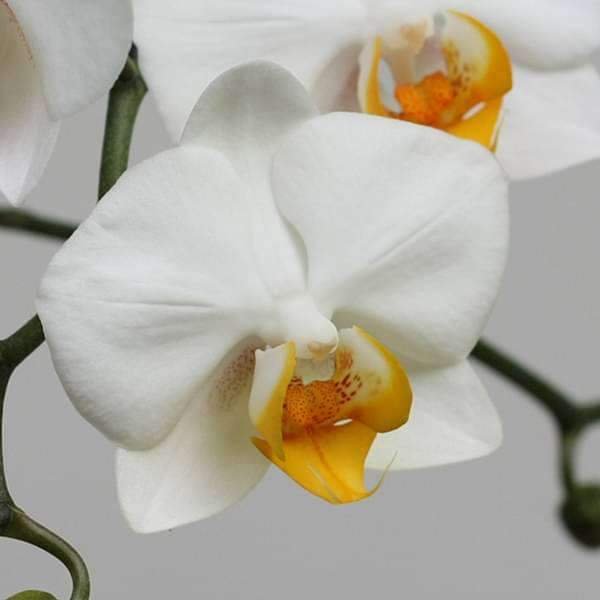 Phalaenopsis Orchid Any variety