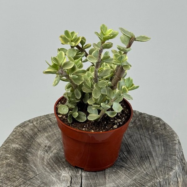 Variegated Jade plant Variegated