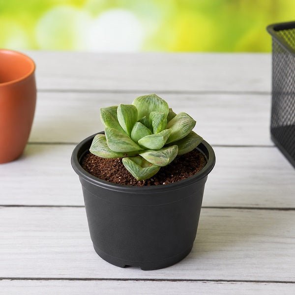 Haworthia truncata Green Rose