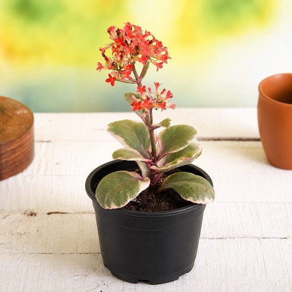 Kalanchoe blossfeldiana Variegated